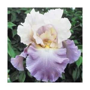  Mother Earth Reblooming Iris