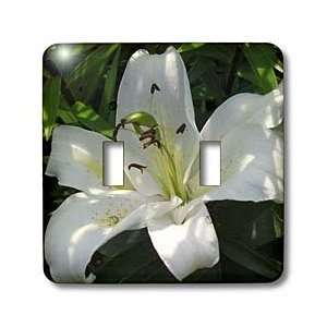    Lilies   White Lily   may birth flower, birth flower, lily 